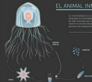 El animal inmortal: Turritopsis Dohrnii - Infografía